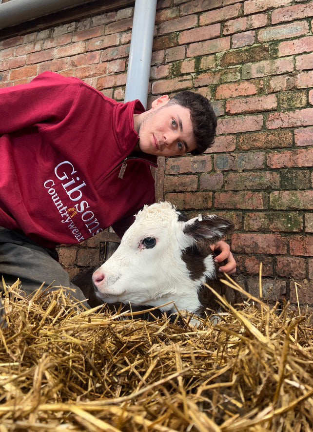 A person wearing a red 1/4 zip sweatshirt with the text 'Gibsons Country Wear' standing next to a young cow lying on straw.